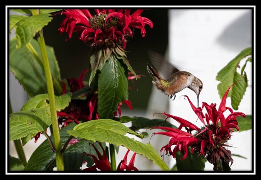 קלירווטר Hummingbird Bed And Breakfast מראה חיצוני תמונה